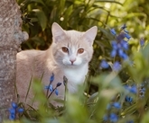 Kitty in the Bluebells