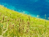 Durdle Door clifftops