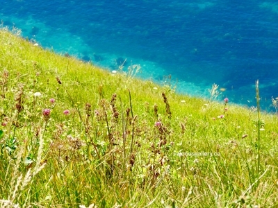 Durdle Door clifftops