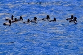 a raft of hooded merganzers