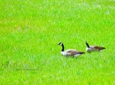 spring grasses