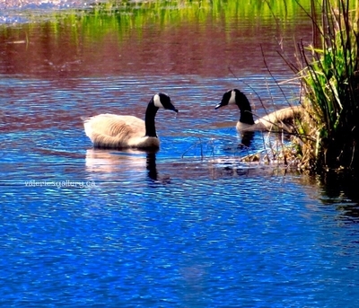 geese meet