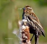 marsh sparrow