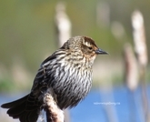 marsh sparrow 2