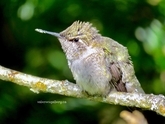 hummingbird chick waiting for mama's return