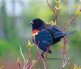 red-winged blackbird