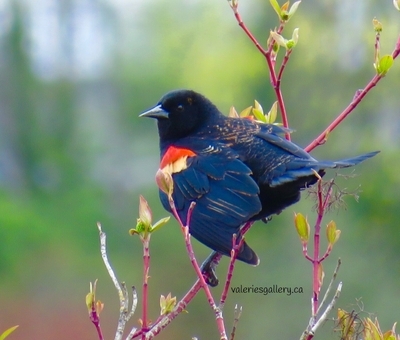 red-winged blackbird