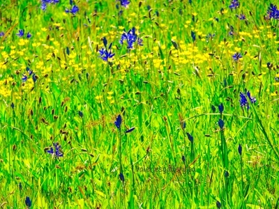 bluebell meadow