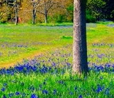 camas and buttercups in the meadow