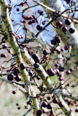 purple berries