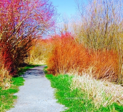 sunny walks