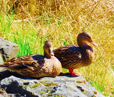 ducks out of water