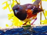 rufous-sided towhee