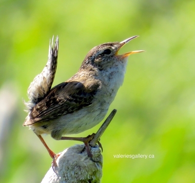 marsh wren