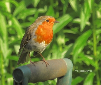 robin redbreast